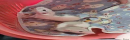 Rat rodents for sale: 2 baby male rats - Advert 1