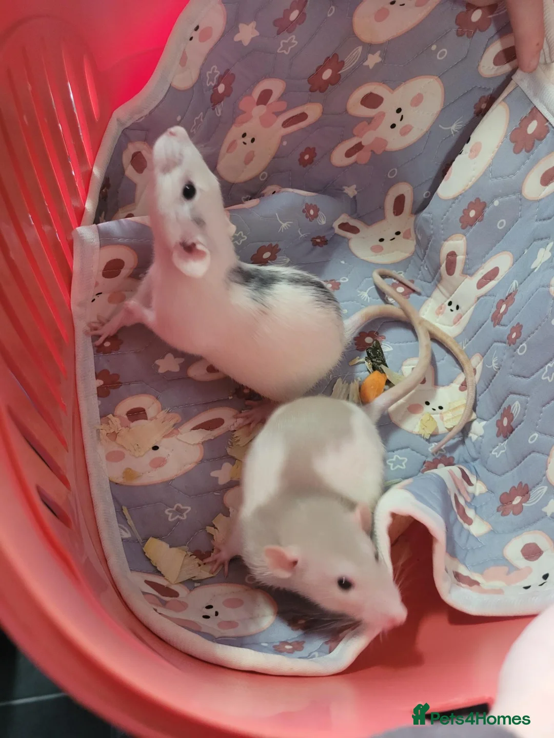 Rat rodents for sale: 2 baby male rats - Advert 1