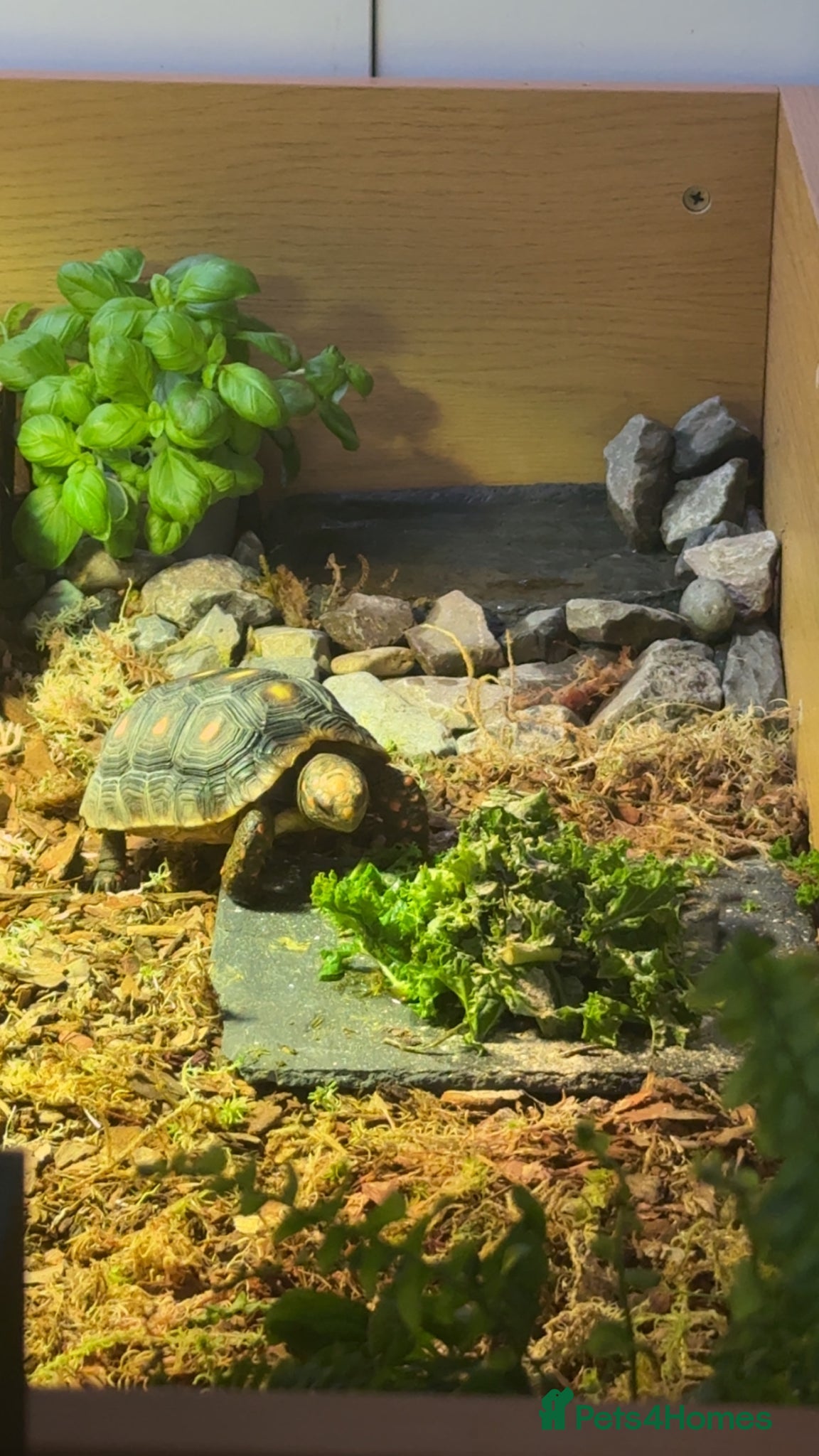 Tortoise reptiles for sale: Red foot tortoise  in Saint Leonards-on-sea - Advert 1
