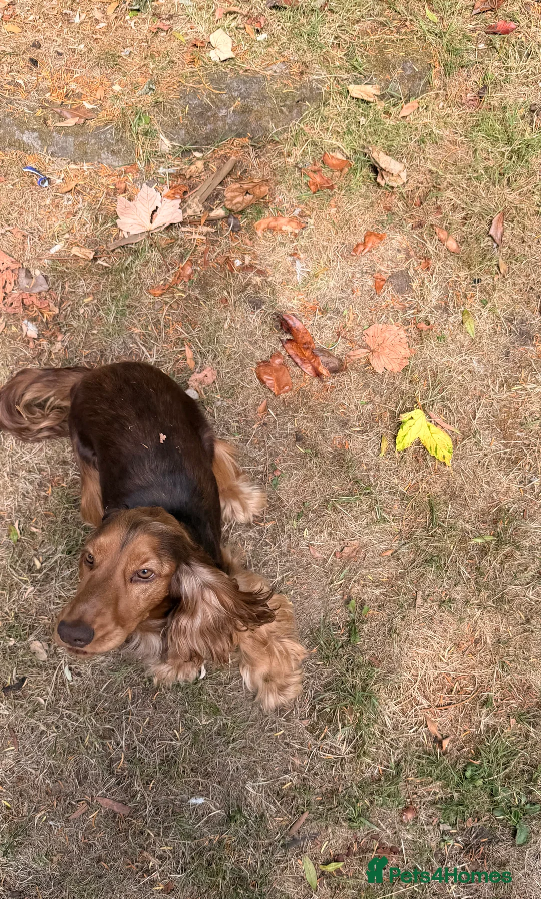 Cocker Spaniel dogs for sale: Rehoming Girl cocker spaniel - Advert 2