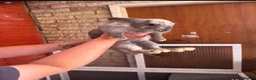 Dwarf Lop rabbits for sale: Mini lops in Manchester - Advert 3