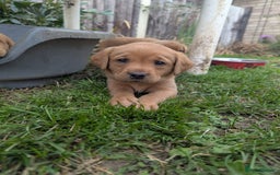 Labrador Retriever dogs for sale: Fox Red Labrador puppies  - Image 8