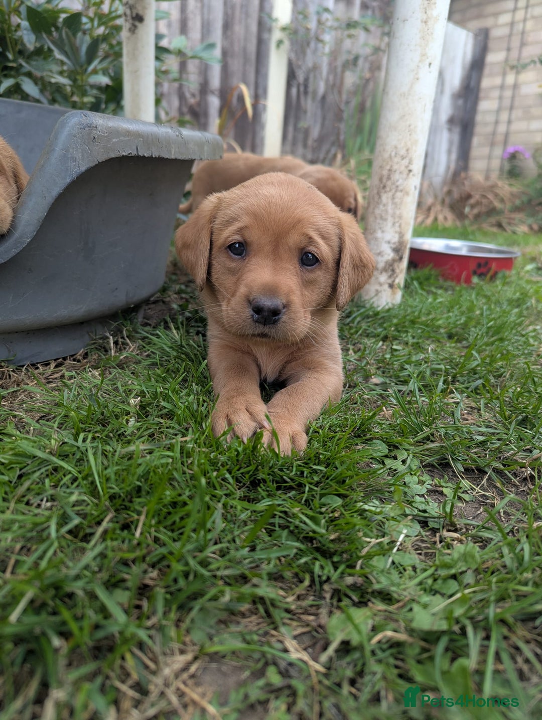 Labrador Retriever dogs for sale: Fox Red Labrador puppies  - Image 8
