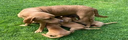 Labrador Retriever dogs for sale: STUNNING RED LABRADOR PUPPYS - Advert 3
