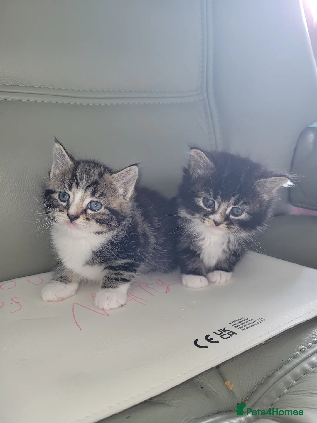 Mixed Breed cats for sale: Two male kittens  in Kidderminster - Advert 6
