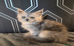 Maine Coon cats for sale: Pedigree Maine coons ready 17/11/25 - Advert 15
