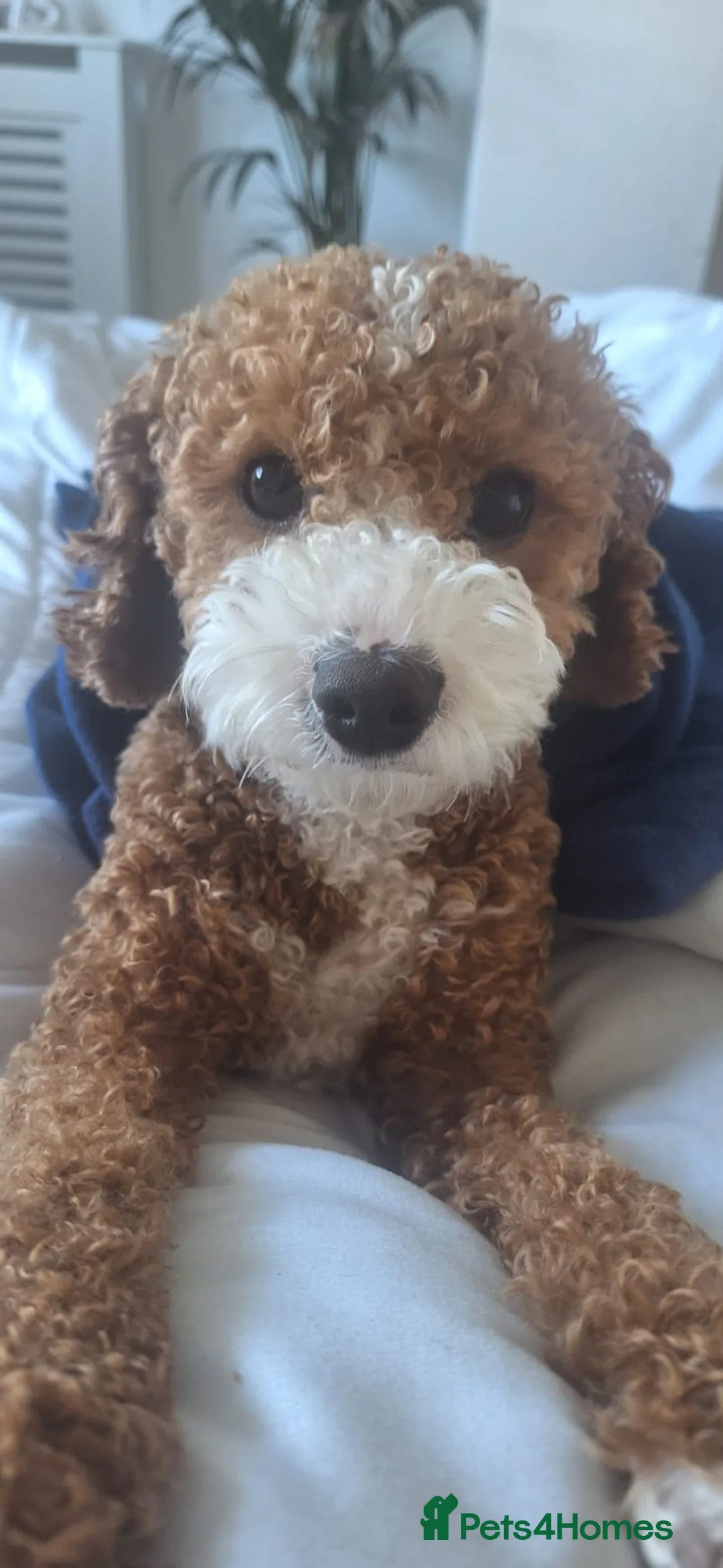 Cavapoo dogs for stud: 🐶 CAVAPOO STUD AVAILABLE 🐶  in Ashby-de-la-Zouch - Advert 2