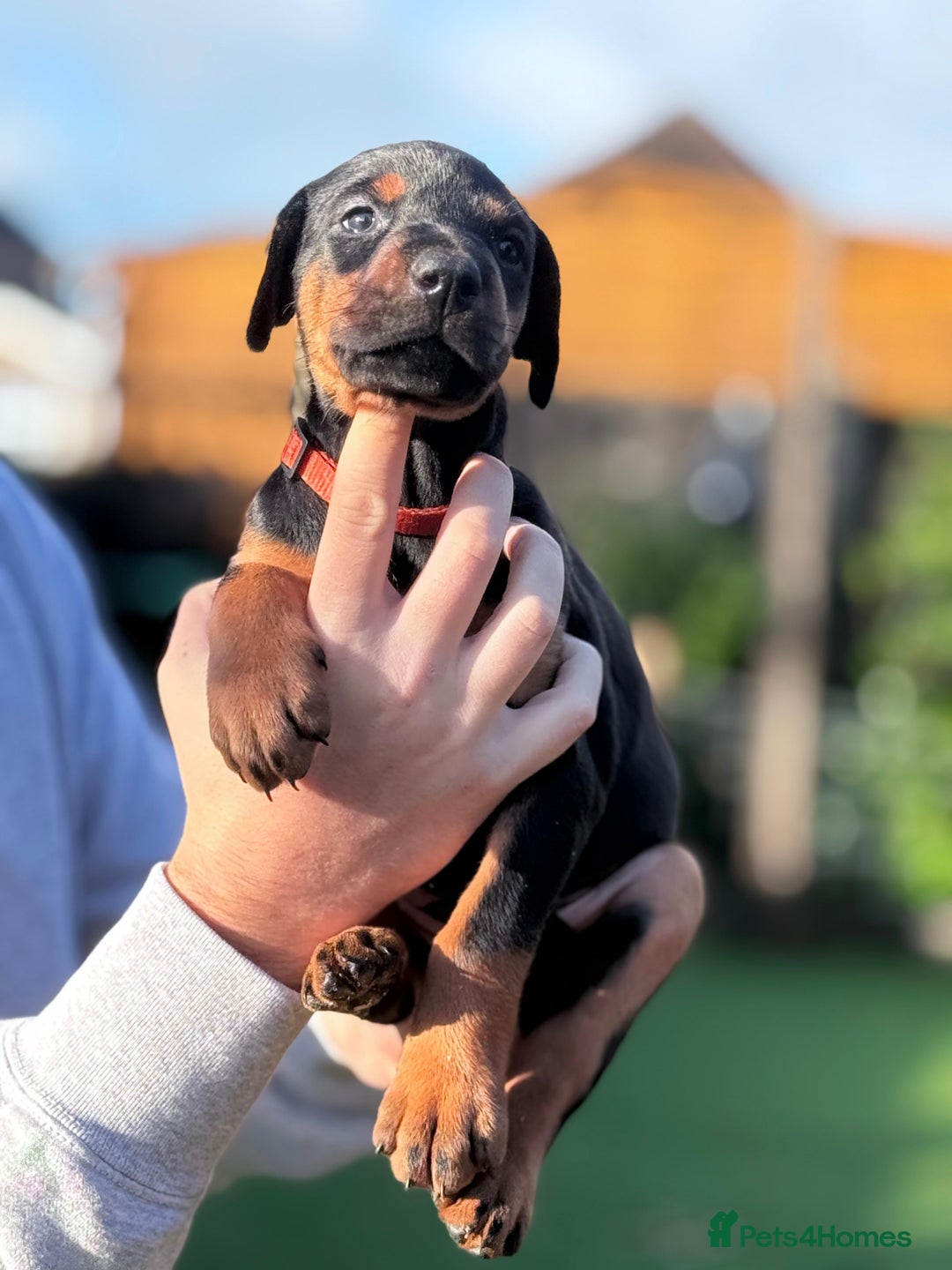 Dobermann dogs for sale: 🐾 Dobermann puppies/KC reg🐾 Top Pedigree - Advert 10