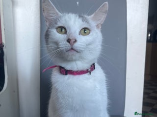 Mixed Breed cats a gorgeous grey kitten - Advert 1