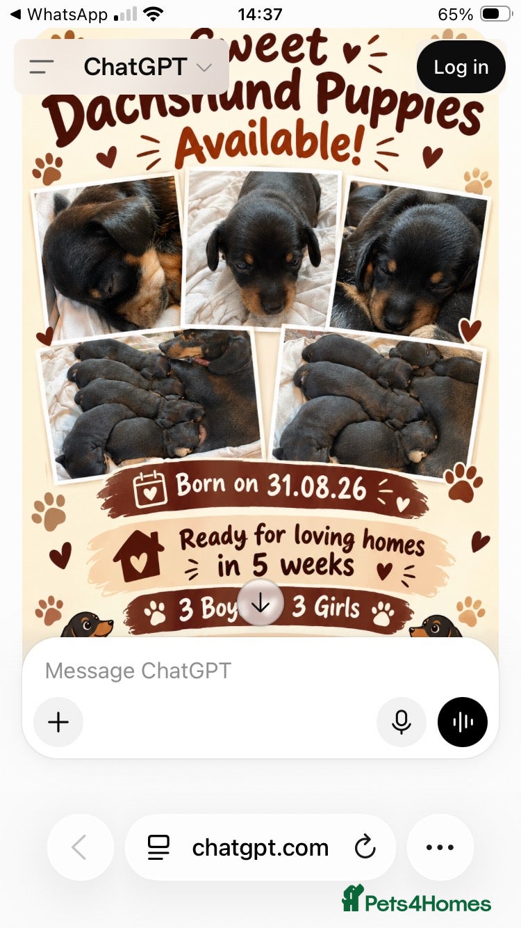 Dachshund dogs Mrs Mumford - Advert 1