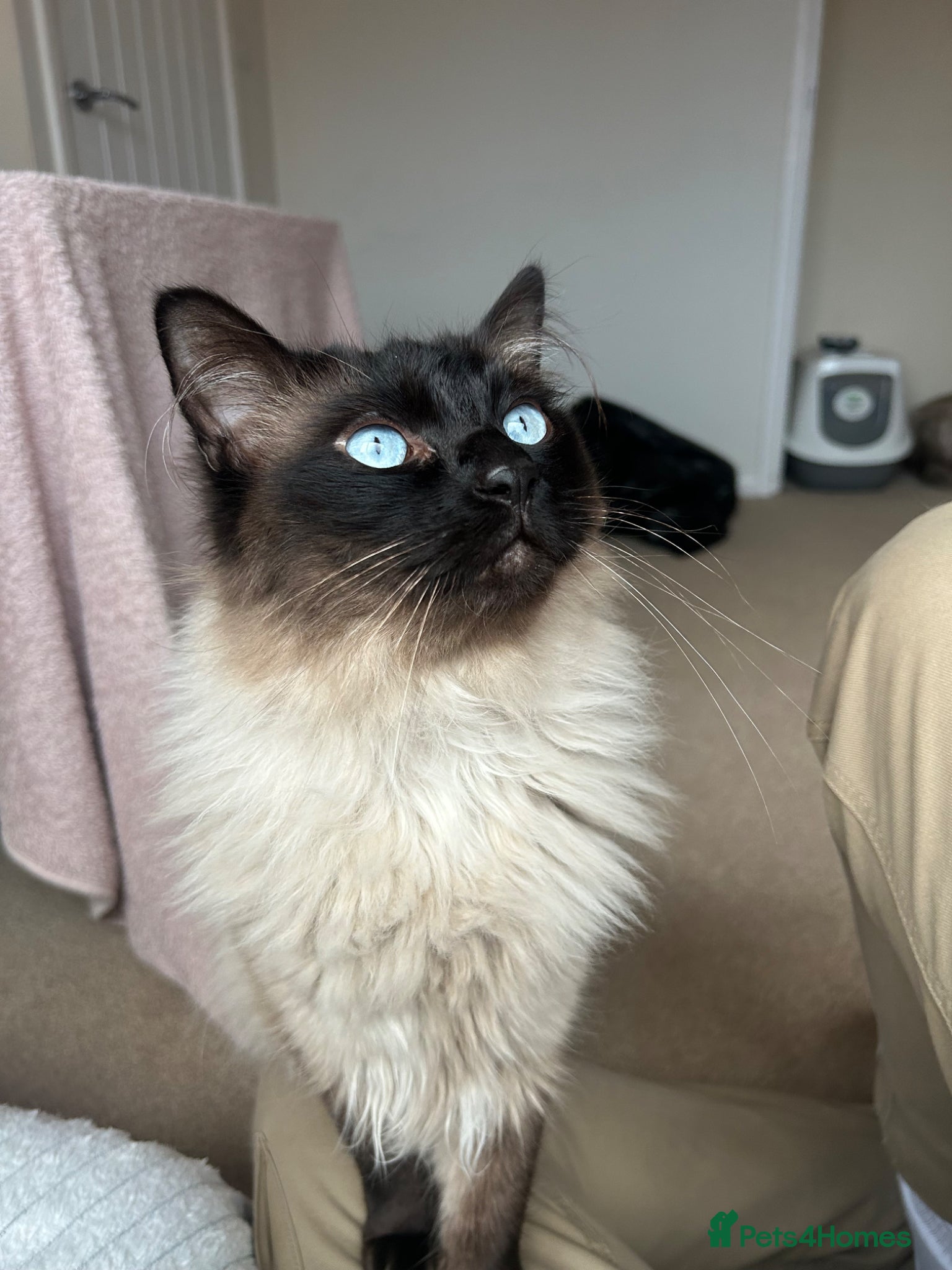 Ragdoll cats Two Ragdolls for sale  - Advert 1