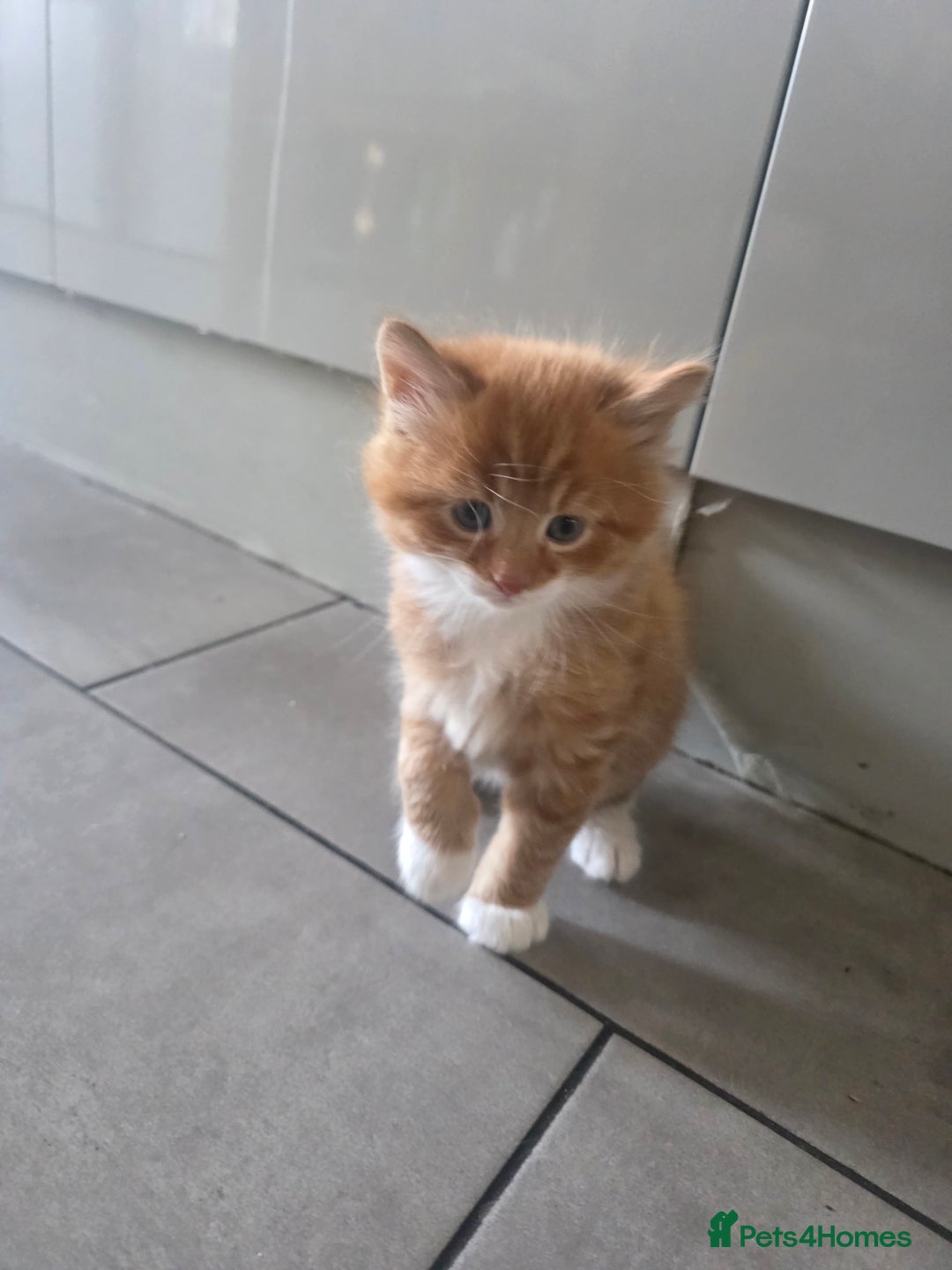 European cats for sale: Ginger male kitten - Advert 2