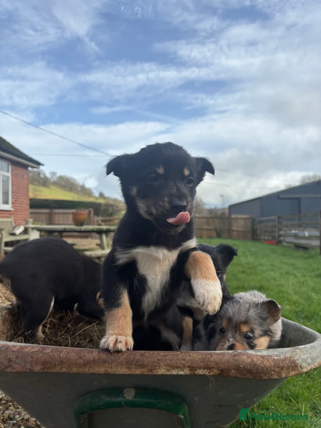 Mixed Breed dogs for sale: Puppies, Australian kelpie cross blue Merle  - Advert 29