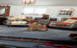 Labrador Retriever dogs for sale: Labrador - Image 1