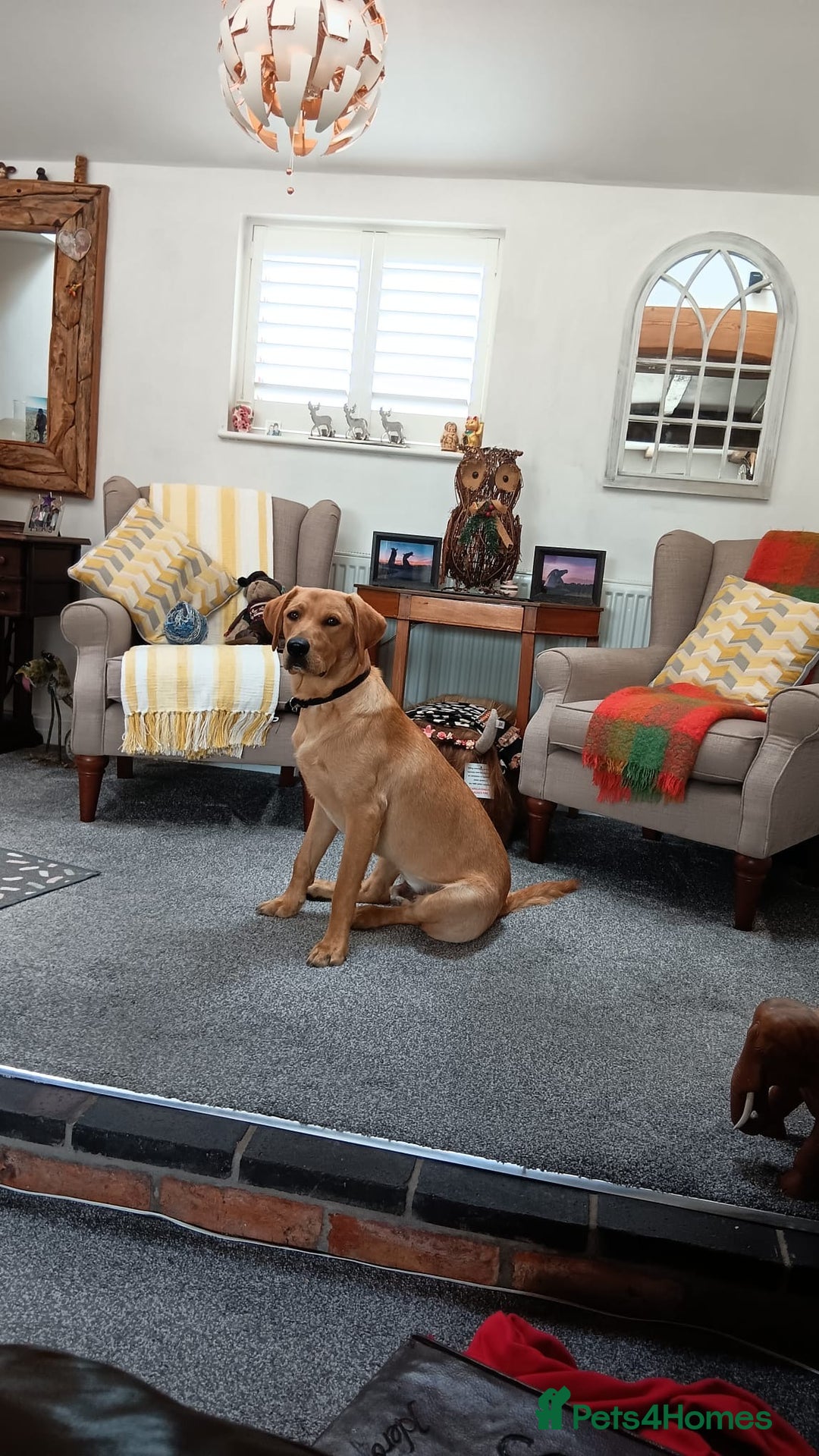 Labrador Retriever dogs for sale: Labrador - Image 1