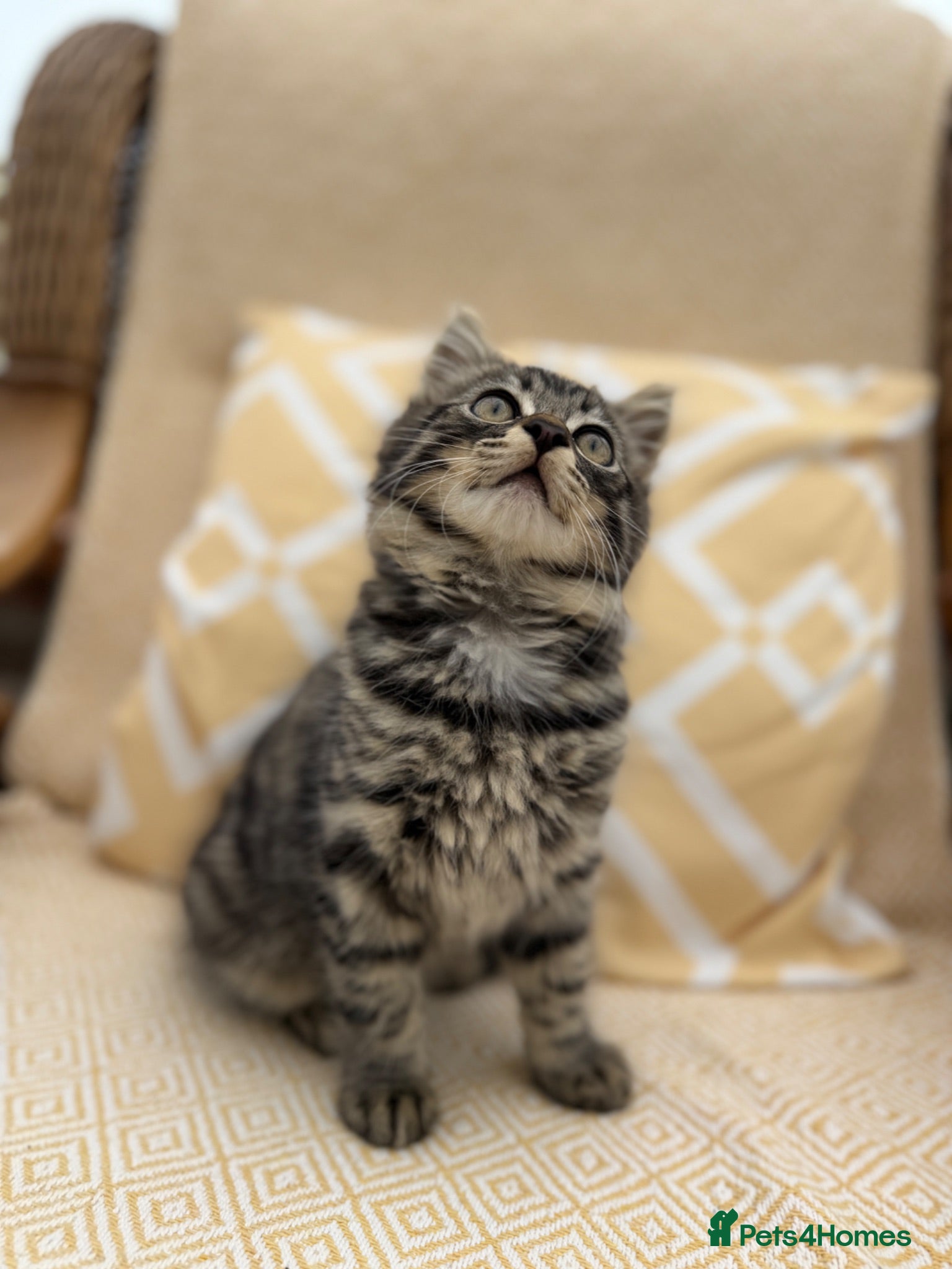 Mixed Breed cats Beautiful long haired male mixed kitten for sale - Advert 14