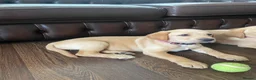 Labrador Retriever dogs for sale: Labrador Retriever Puppies  - Advert 2