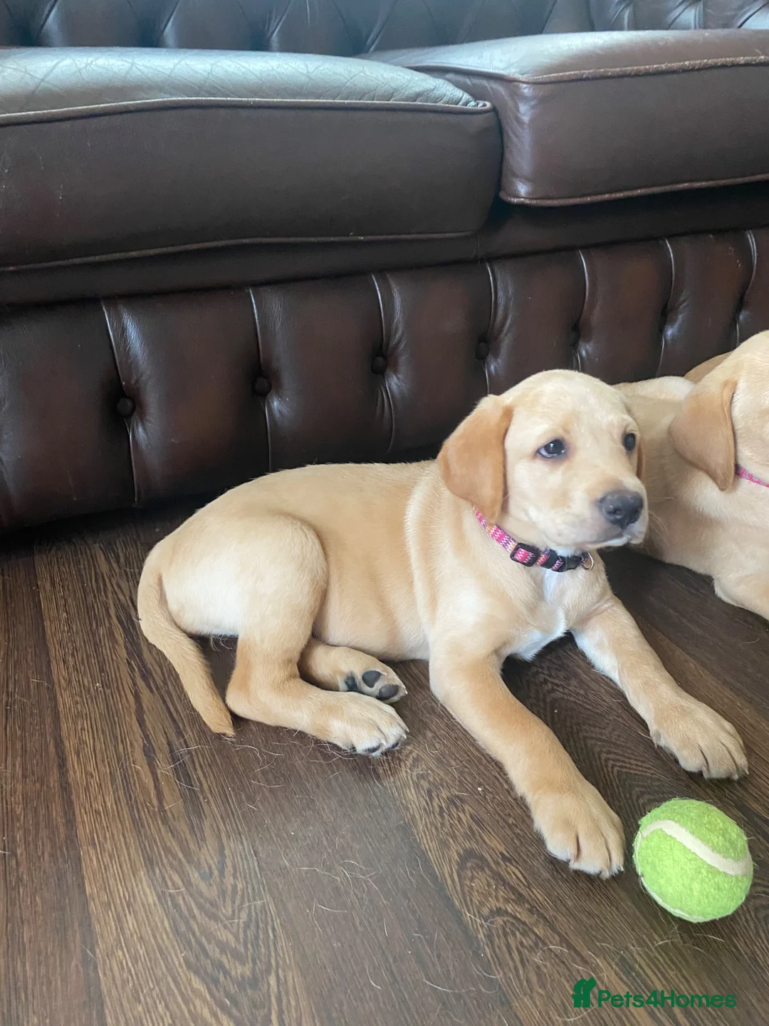 Labrador Retriever dogs for sale: Labrador Retriever Puppies  - Advert 2