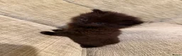 Mixed Breed cats for sale: Fluffy Kittens – Nibelung-Like Appearance  in Corby - Advert 9