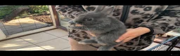 Netherland Dwarf rabbits for sale: Netherland dwarf rabbit - Advert 3