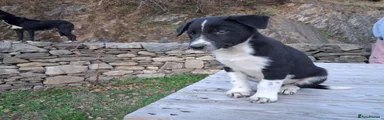 Border Collie 2