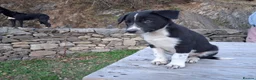 Border Collie dogs for sale: Gorgeous sheepdog puppies - Advert 10
