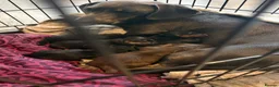Dachshund dogs for sale: Beautiful dachshunds  - Advert 1