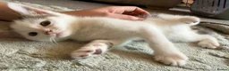 Mixed Breed cats for sale: Kittens ready for their forever home  - Advert 16
