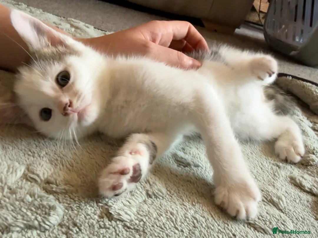 Mixed Breed cats for sale: Kittens ready for their forever home  - Advert 16