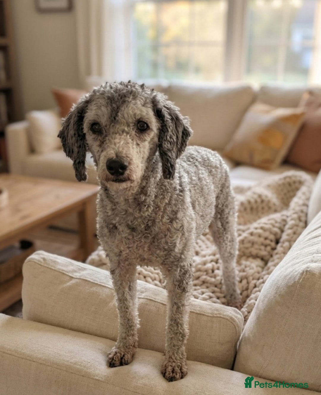 Cockapoo dogs for sale: F1 cockerpoo puppies girls - Advert 2