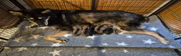 Saarloos Wolfdog dogs for sale: Timber Dog puppies - Advert 11