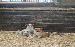 Mixed Breed dogs for sale: Stunning Border Collie x Welsh Collie - Image 4
