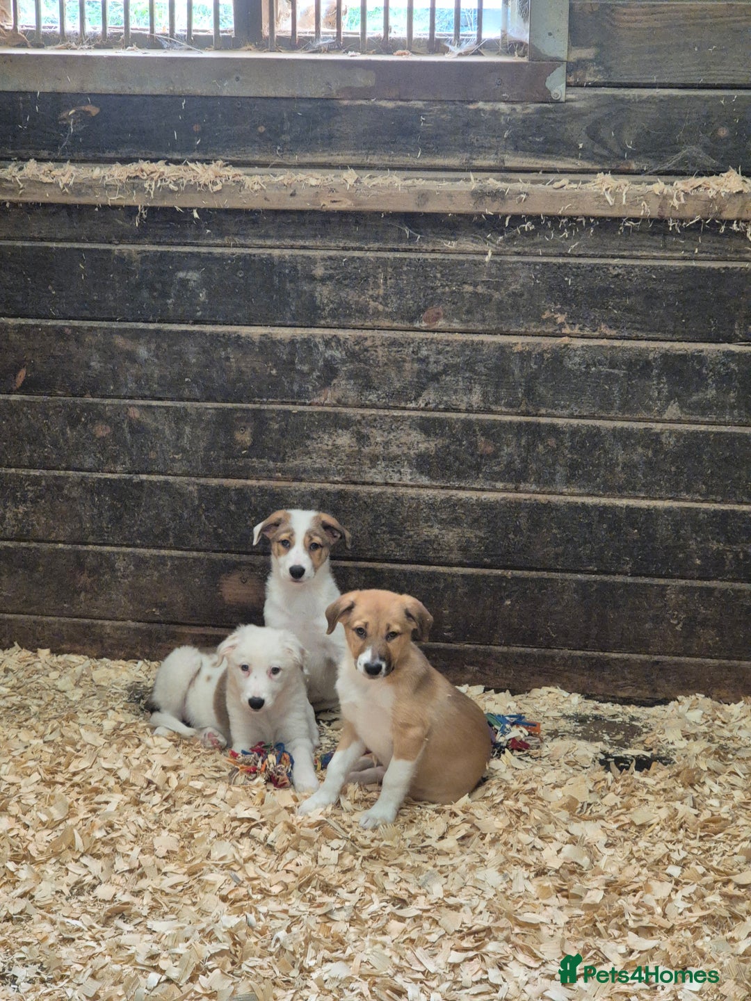 Mixed Breed dogs for sale: Stunning Border Collie x Welsh Collie - Image 4