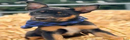 Mixed Breed dogs for sale: 3 x KELPIE X PUPS - BITCHES - Advert 16