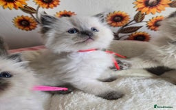 Ragdoll cats for sale: Registered male Ragdoll kittens  - Image 12