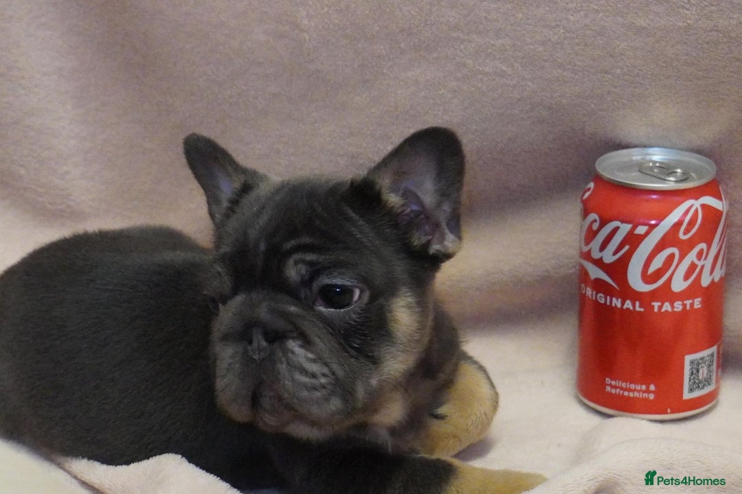 French Bulldog dogs for sale: French bulldog 2 males.One full pink,one blue tan - Advert 4