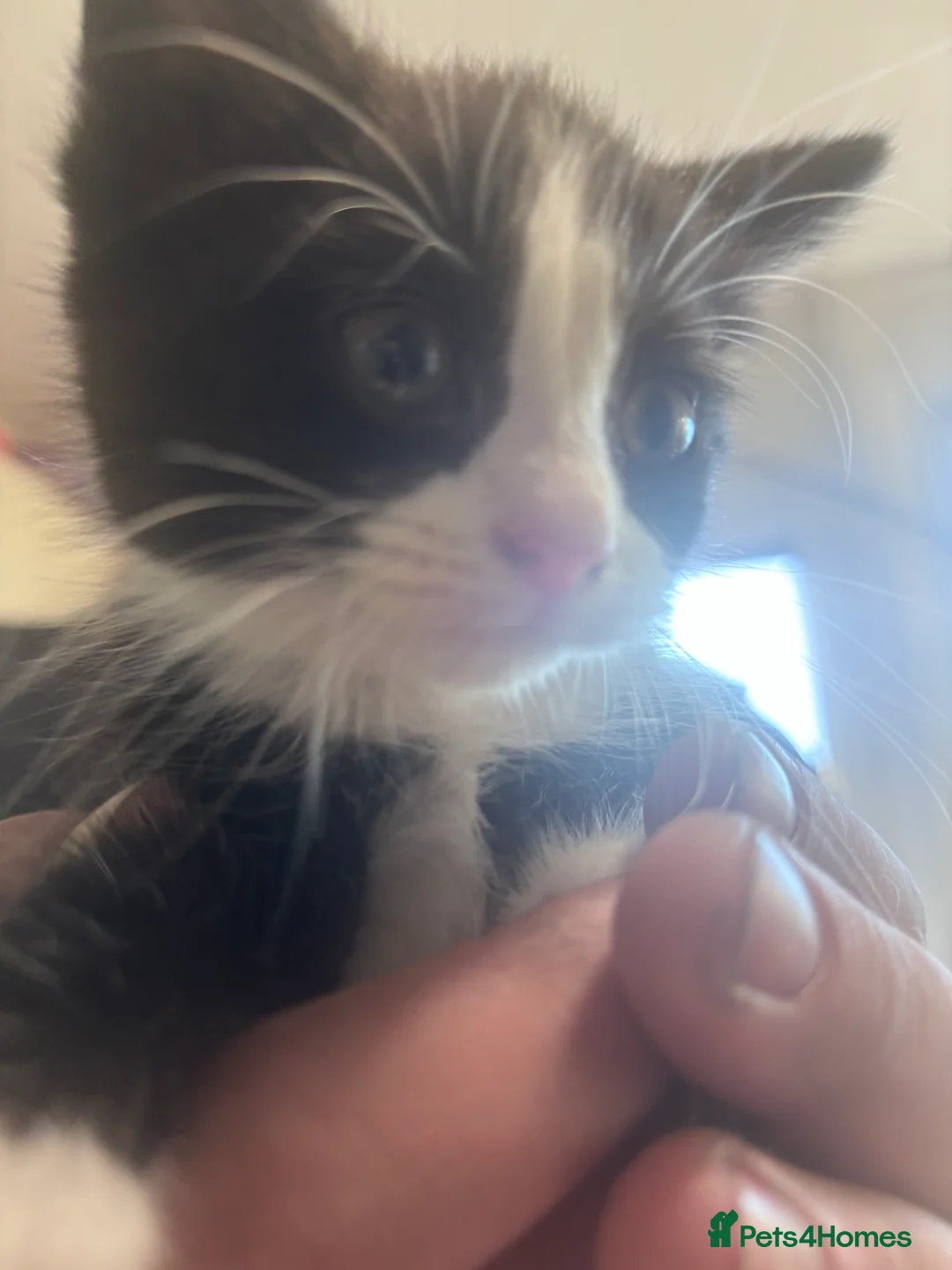 Domestic Shorthair cats for sale: 8 week old kittens  - Advert 2