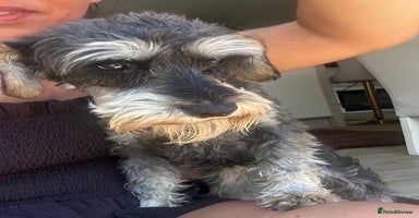 Miniature Schnauzer dogs - Advert 8
