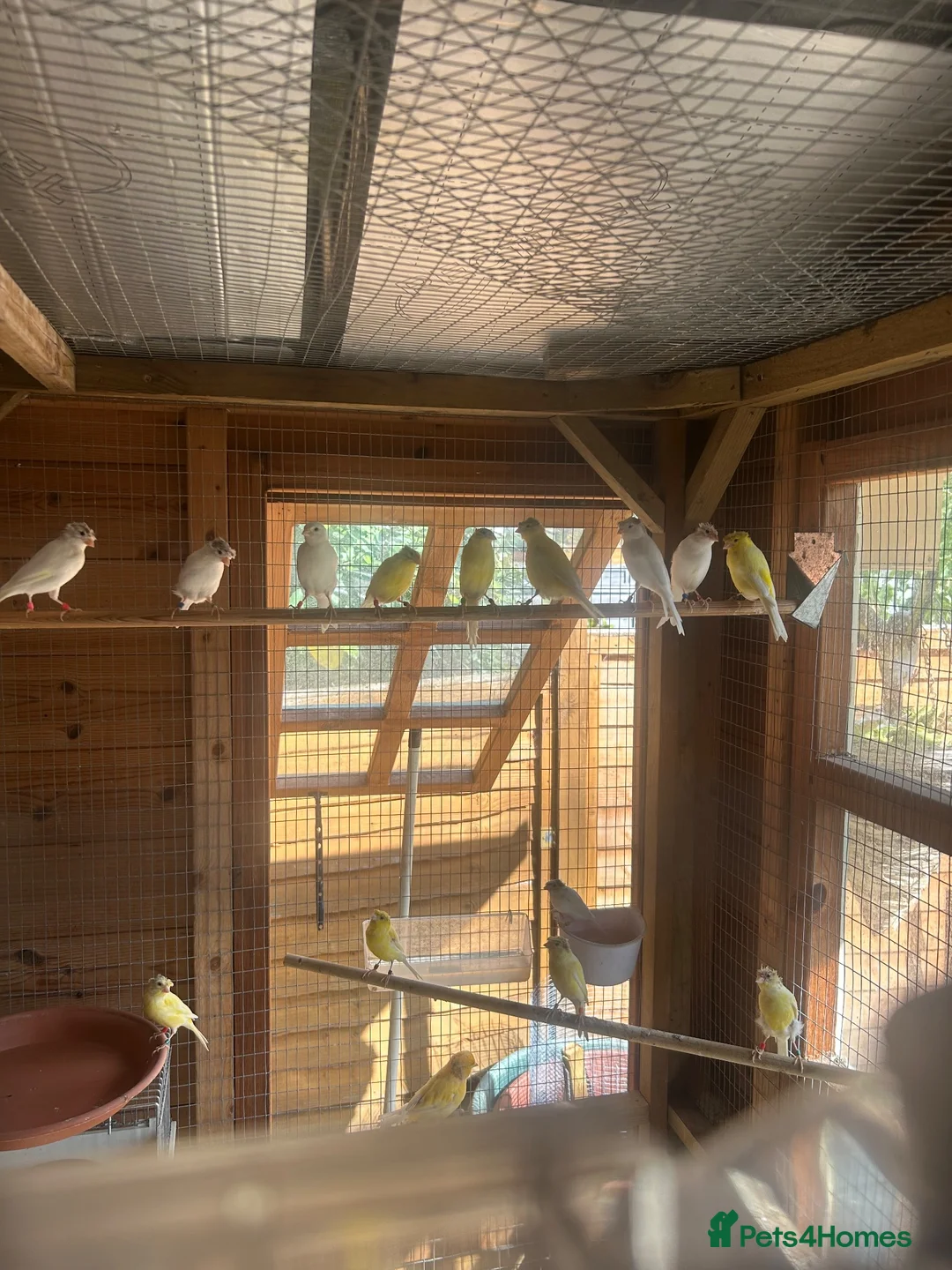 Canaries birds for sale: Rhineland canaries  - Advert 4