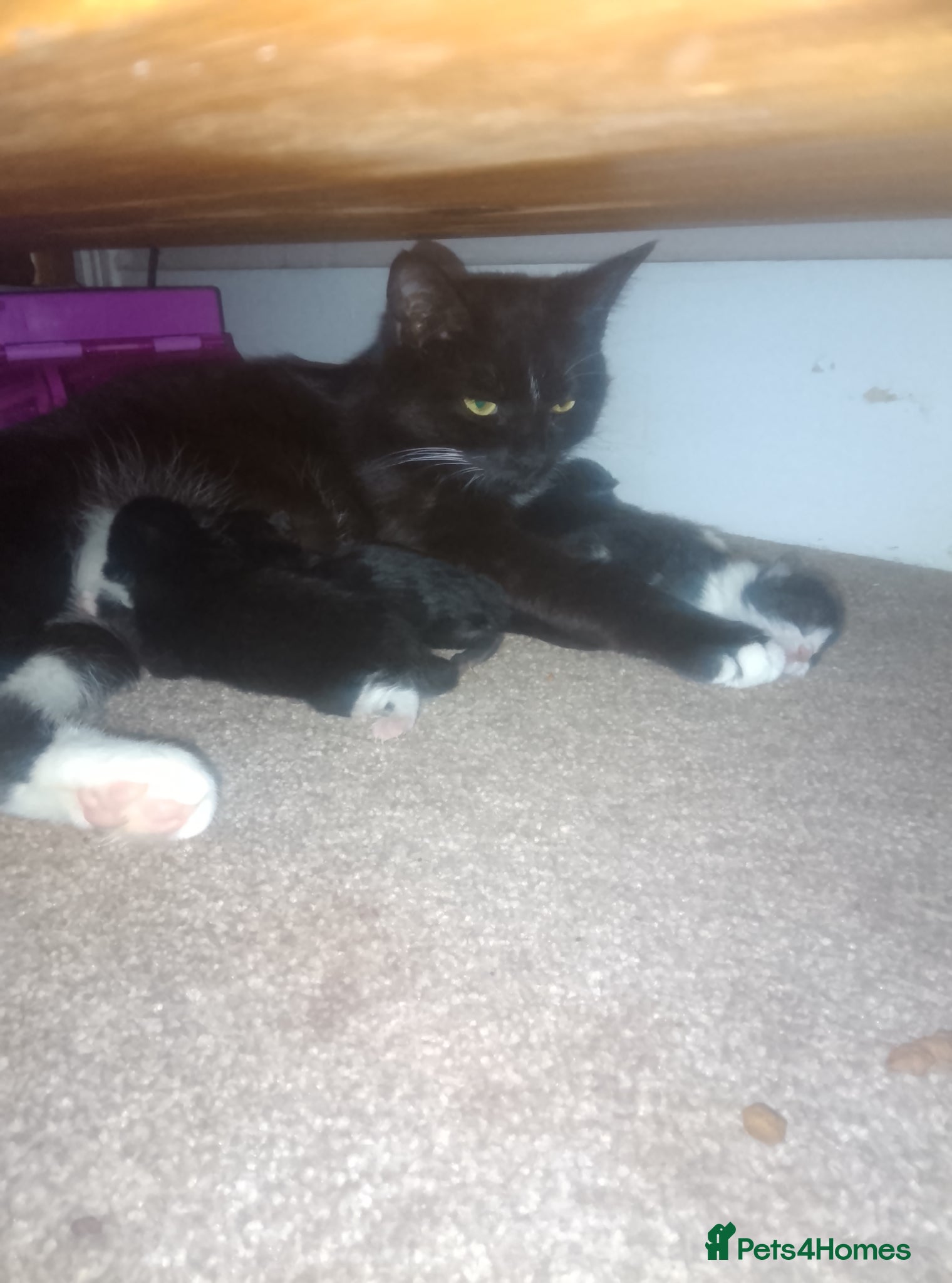 Mixed Breed cats Persian x siamese - Advert 1
