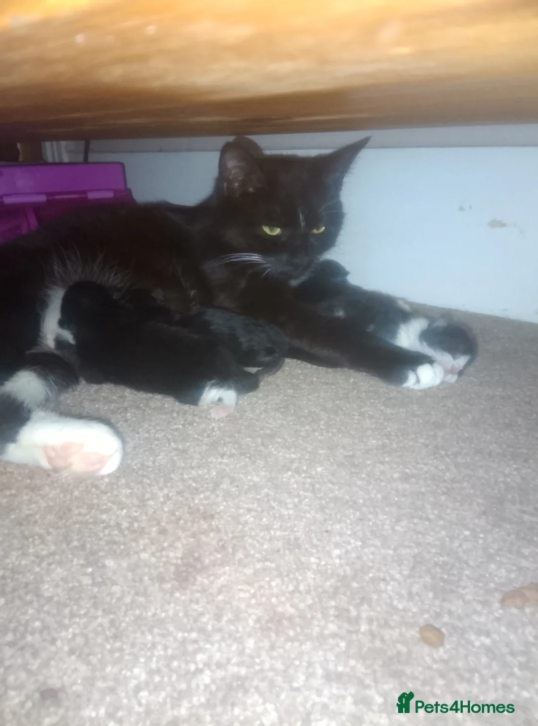Mixed Breed cats for sale: Persian x siamese - Advert 1