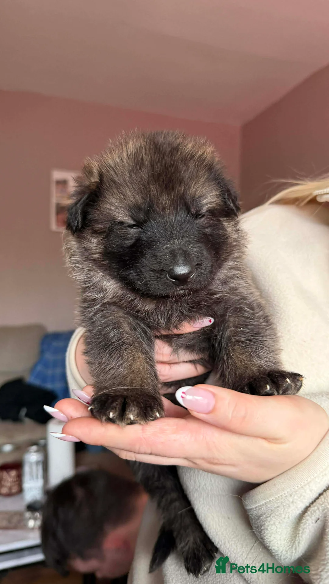 German Shepherd dogs for sale: German Shepherd Puppies - Advert 20