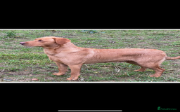 Labrador Retriever dogs for sale: Working background Labrador pups - Image 6