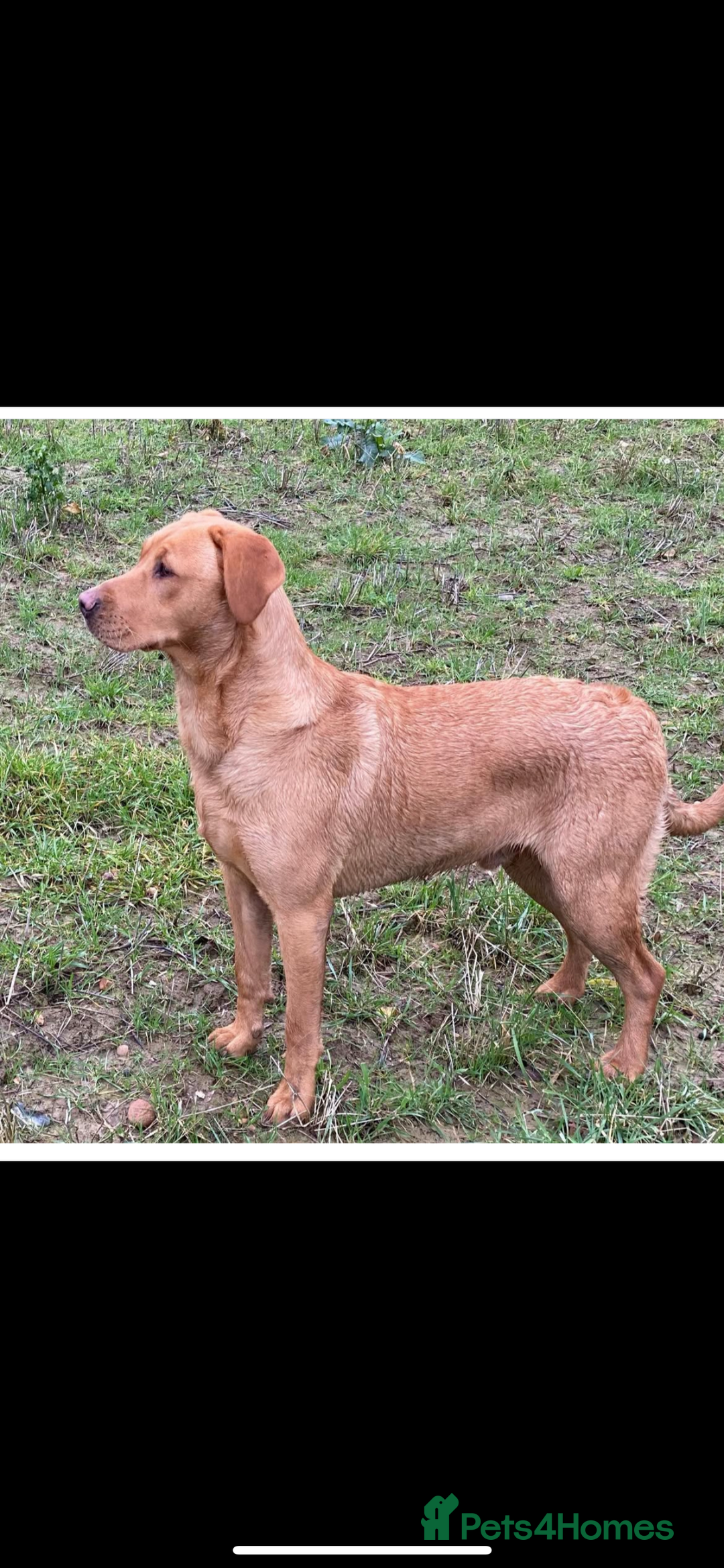 Labrador Retriever dogs for sale: Working background Labrador pups - Image 6