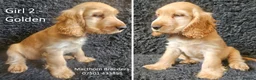 Cocker Spaniel dogs for sale: Pure Bred Show Cockers - KC Reg, Health Checked - Advert 7