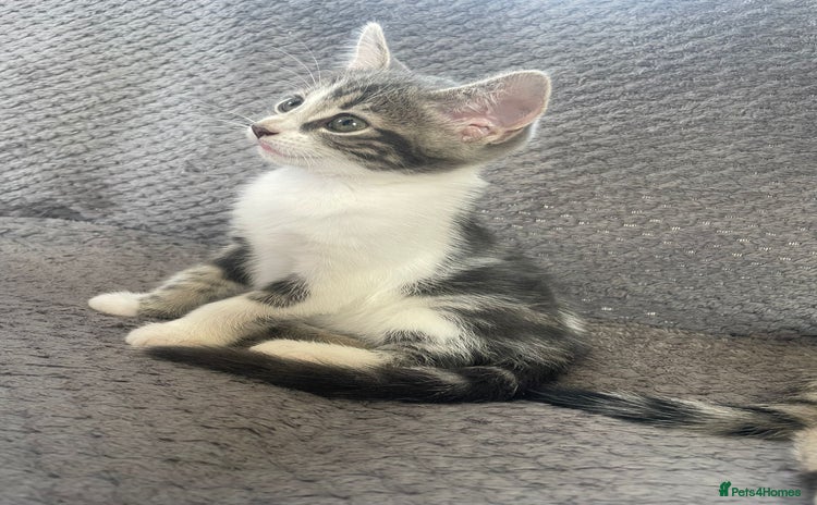 Domestic Shorthair cats - Advert 6