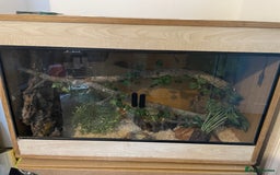 Corn Snake reptiles for sale: Corn Snake and Full Setup (£3), URGENT REHOMING - Image 5