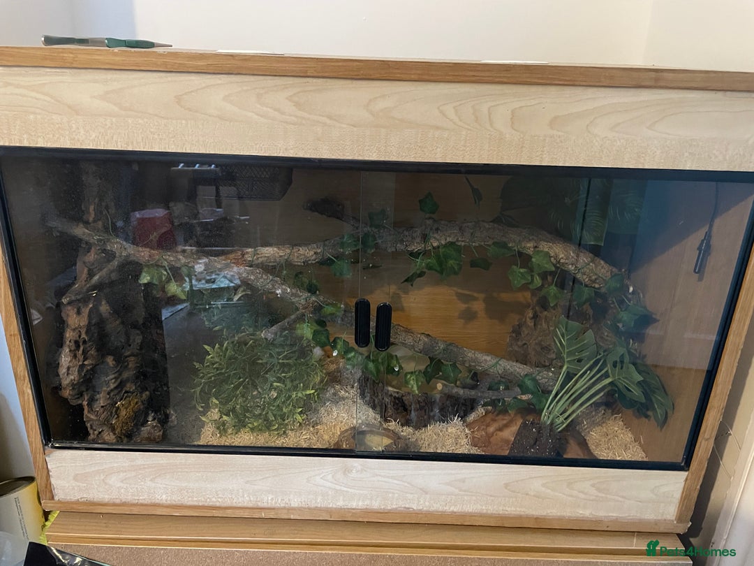 Corn Snake reptiles for sale: Corn Snake and Full Setup (£3), URGENT REHOMING - Image 5