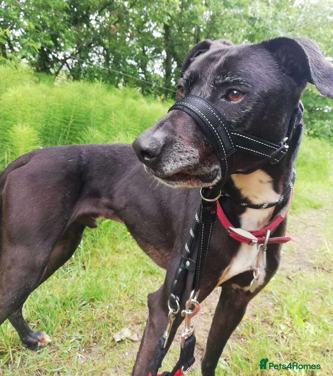 Mixed Breed dogs for adoption: MAX 9yr old Mixed Breed - Advert 2
