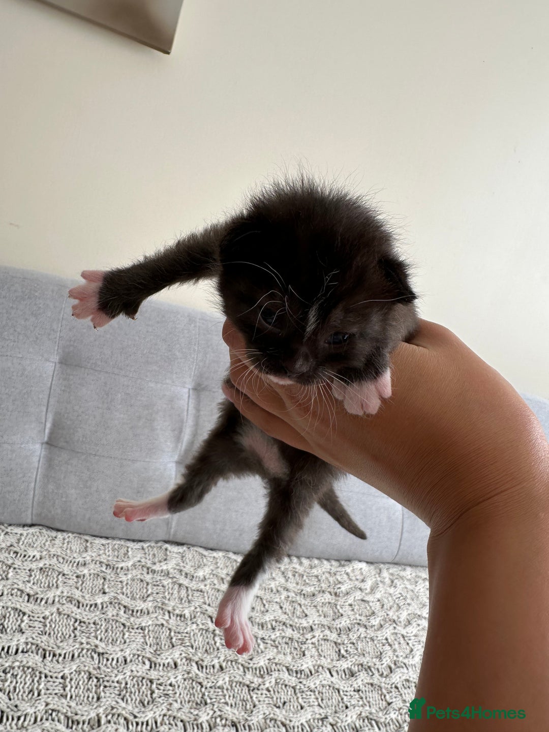 British Shorthair cats for sale: British Short kittens - Image 1